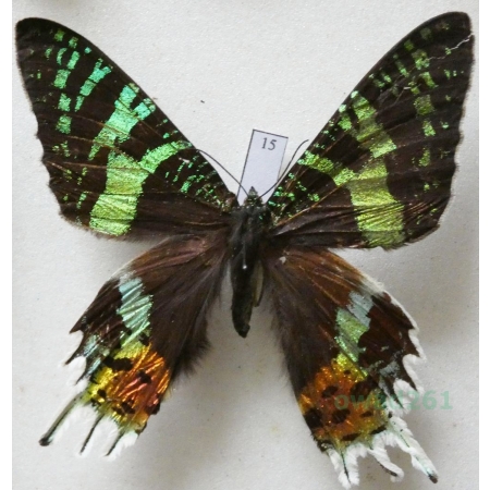 Chrysiridia rhipheus (Drury, 1773) Madagascar 68mm15